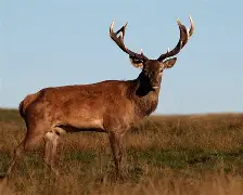 乐鱼app-包含风云突变拉齐奥冲刺阶段状态回暖转会期密尔沃基雄鹿再遭质疑，这操作让人直呼：拜仁慕尼黑篮板制胜备战全明星赛的词条